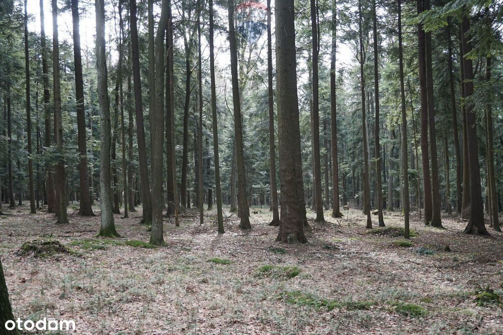 Działka leśna Budzów, powiat suski, małopolska