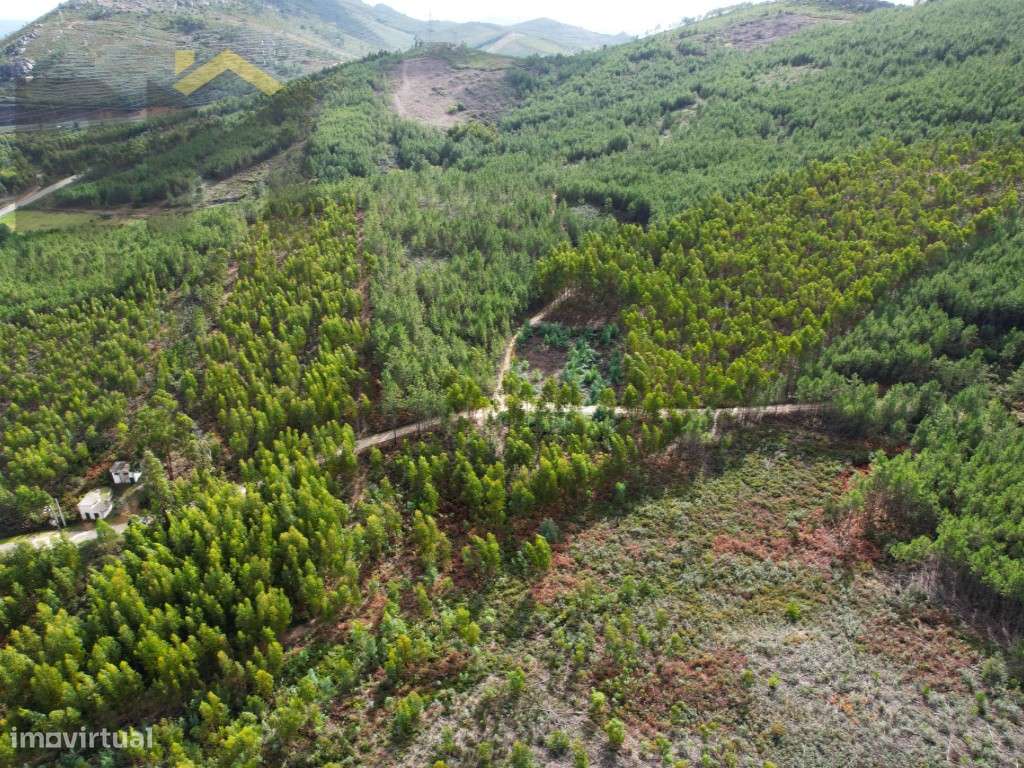 2 Terrenos rústicos com um total de 6400m2 de fácil acesso - Grande imagem: 2/4