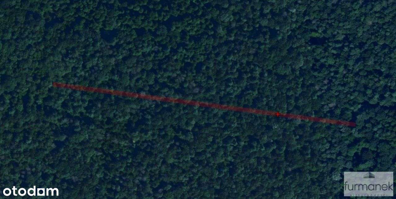 Działki leśne o powierzchni 1,29 ha w gminie Obsza - Pełny obrazek: 4/4