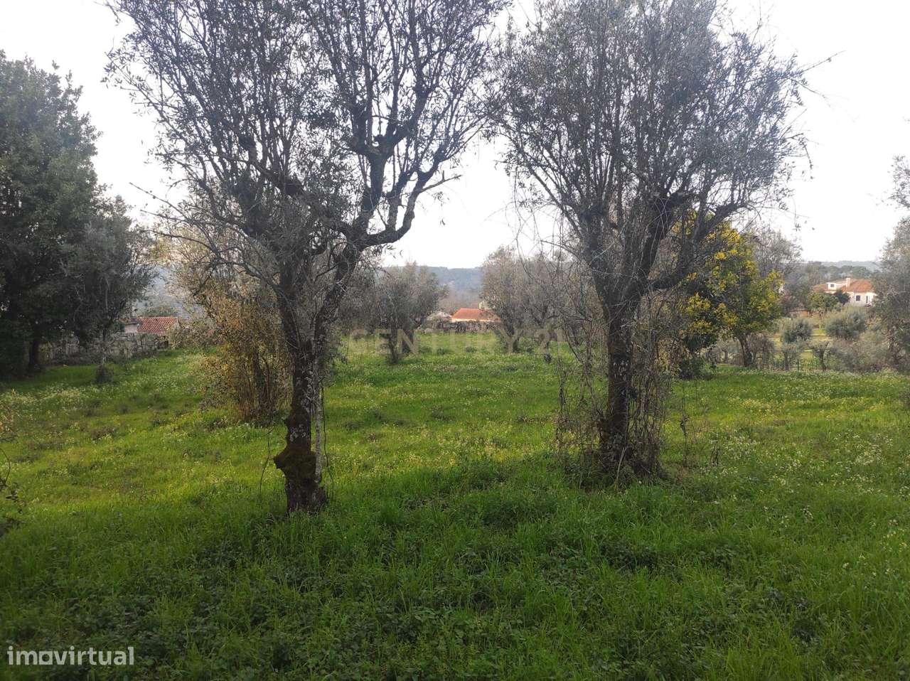 Terreno à venda em Silgueiros, Viseu - 65.000€ - Grande imagem: 3/8