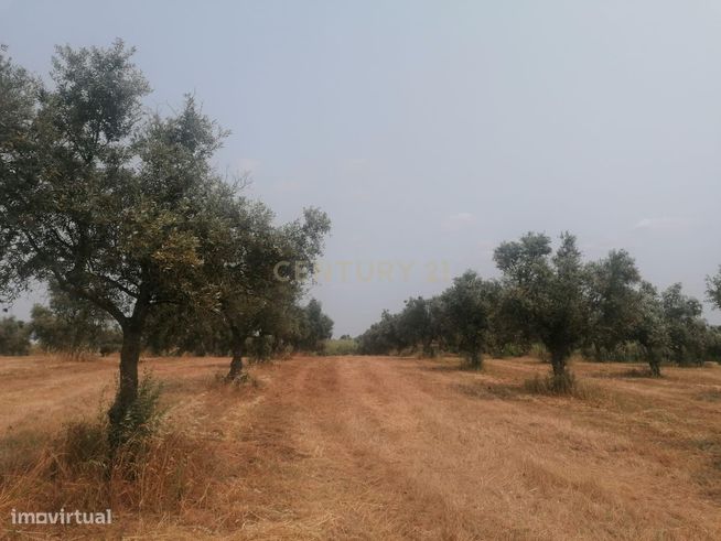 Terreno/Olival  de 11.700 m2 , com Casa para recuperar,  Olival tradic-24