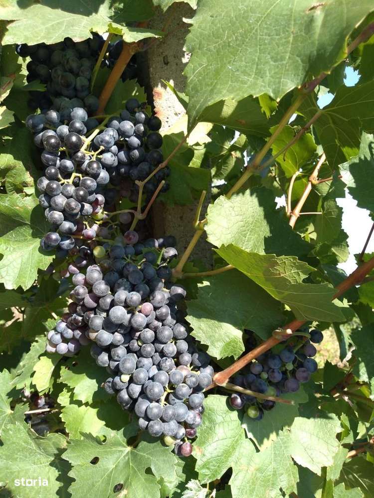 Teren agricol cu vita de vie-Ghioroc - Imagine principală: 5/8