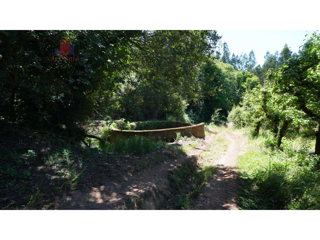 Quintinha com 14.000m2 de terreno com mina de água e árvores de fruto.-36