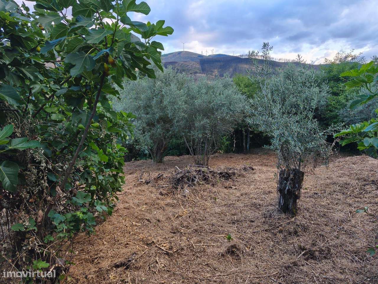 Terreno rustico-3