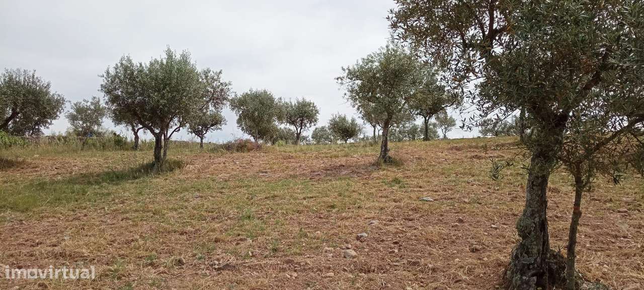 Terreno 8500m2, Lentiscais, Castelo Branco - Grande imagem: 4/21