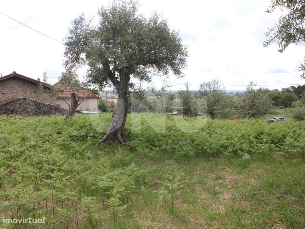 Terreno Rústico para venda em Torre, Louriçal do Campo