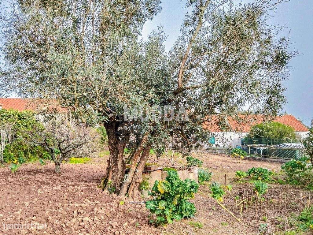 Ruína para recuperar com terreno de 1.050 m2 poço e árvores de fruto A-2