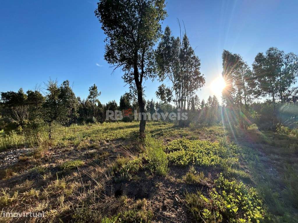 Terreno rústico com mais de 1hectare e várias árvores - Agroal, Tomar - Grande imagem: 5/15