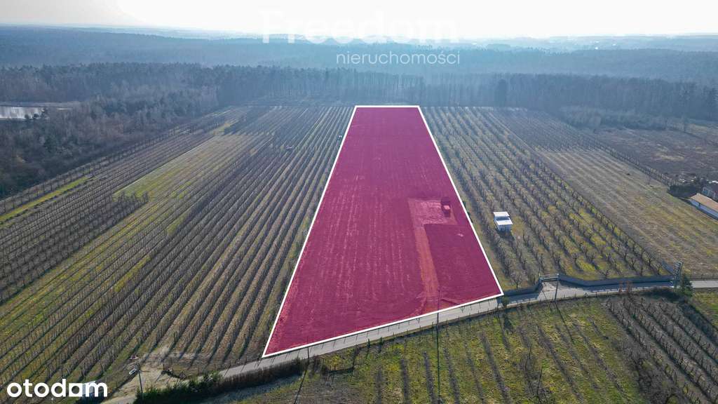 Działka rolna 2,25 ha - Marianka koło Tarczyna - Pełny obrazek: 5/20