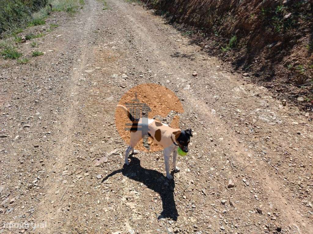 TERRENO COM 12.800 M2 - PRÓXIMO A CORTE DO GAGO EM CASTRO MARIM - A... - Grande imagem: 5/30