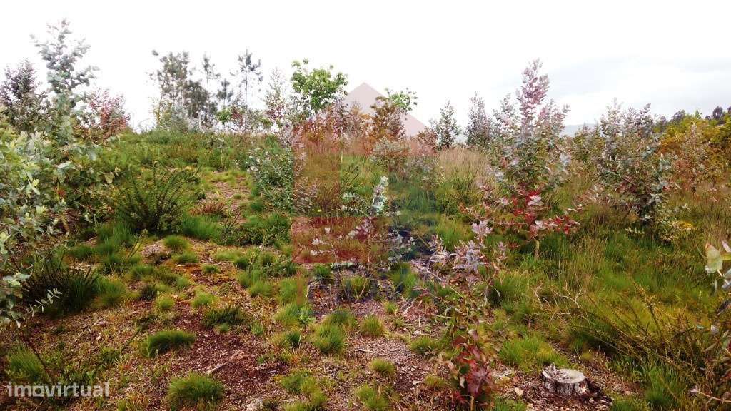 Terreno florestal, Vila Verde - Grande imagem: 5/8