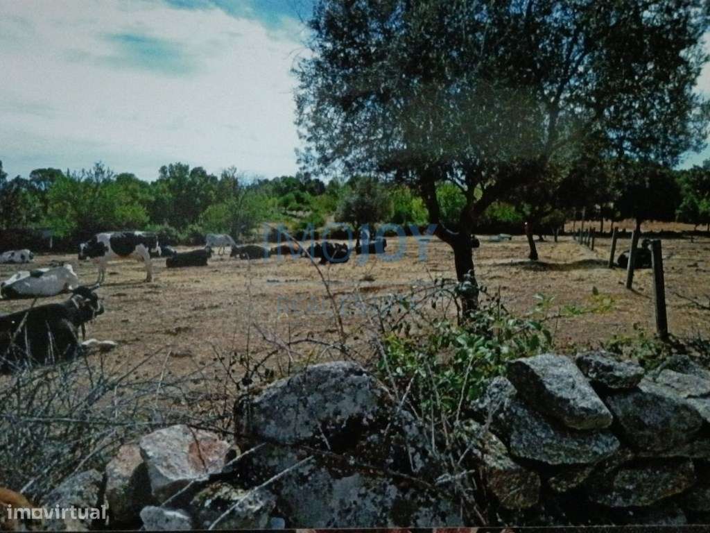 Terreno Rústico para Venda Ade, Guarda - Grande imagem: 5/12