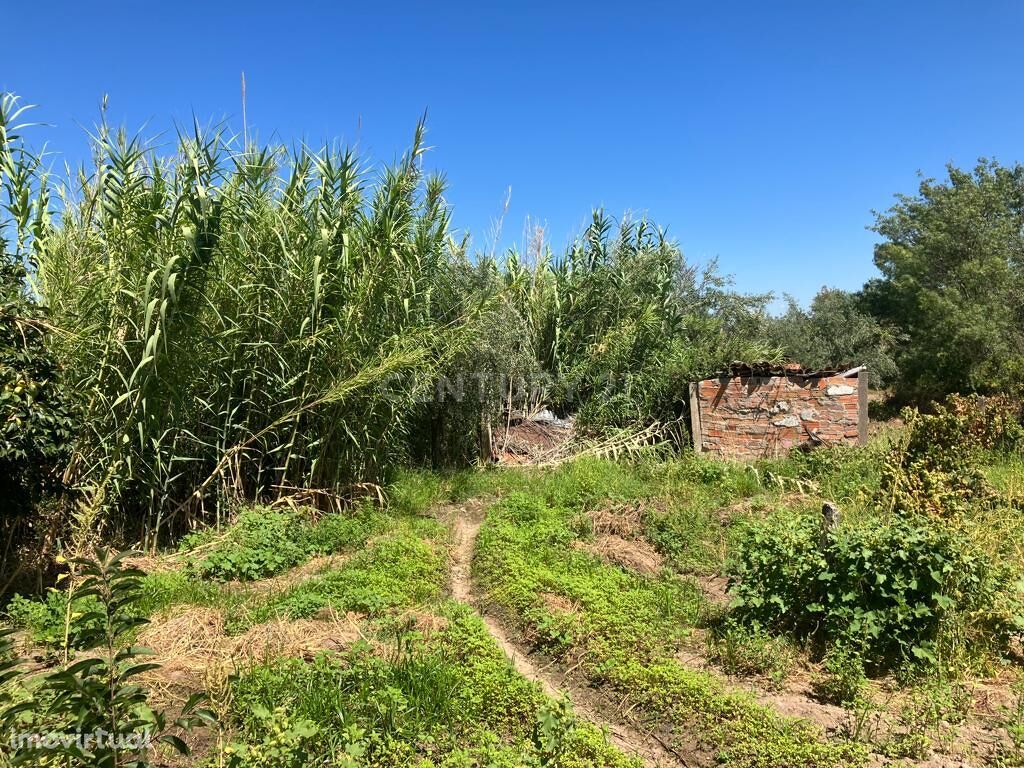 Terreno rústico em Ladoeiro, Idanha a Nova, com 2750m2.