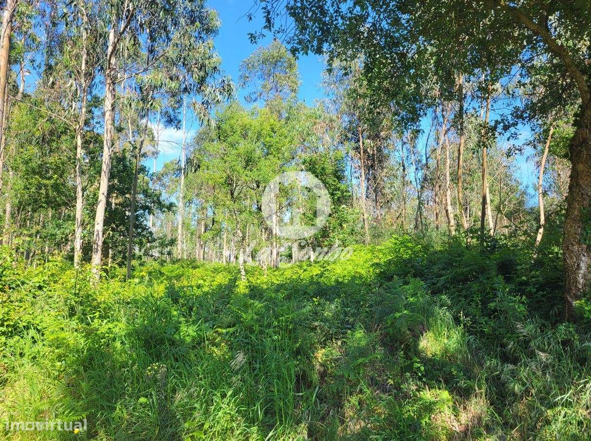 Terreno industrial com 6.100m2 em Gião, Vila do Conde - Grande imagem: 5/6