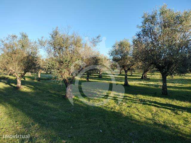 OLIVAL PARA VENDA EM CARRAPATELO - CORVAL - Grande imagem: 5/29