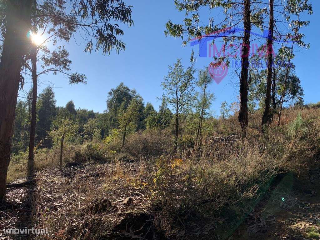 Terreno rústico em Vila Facaia-2