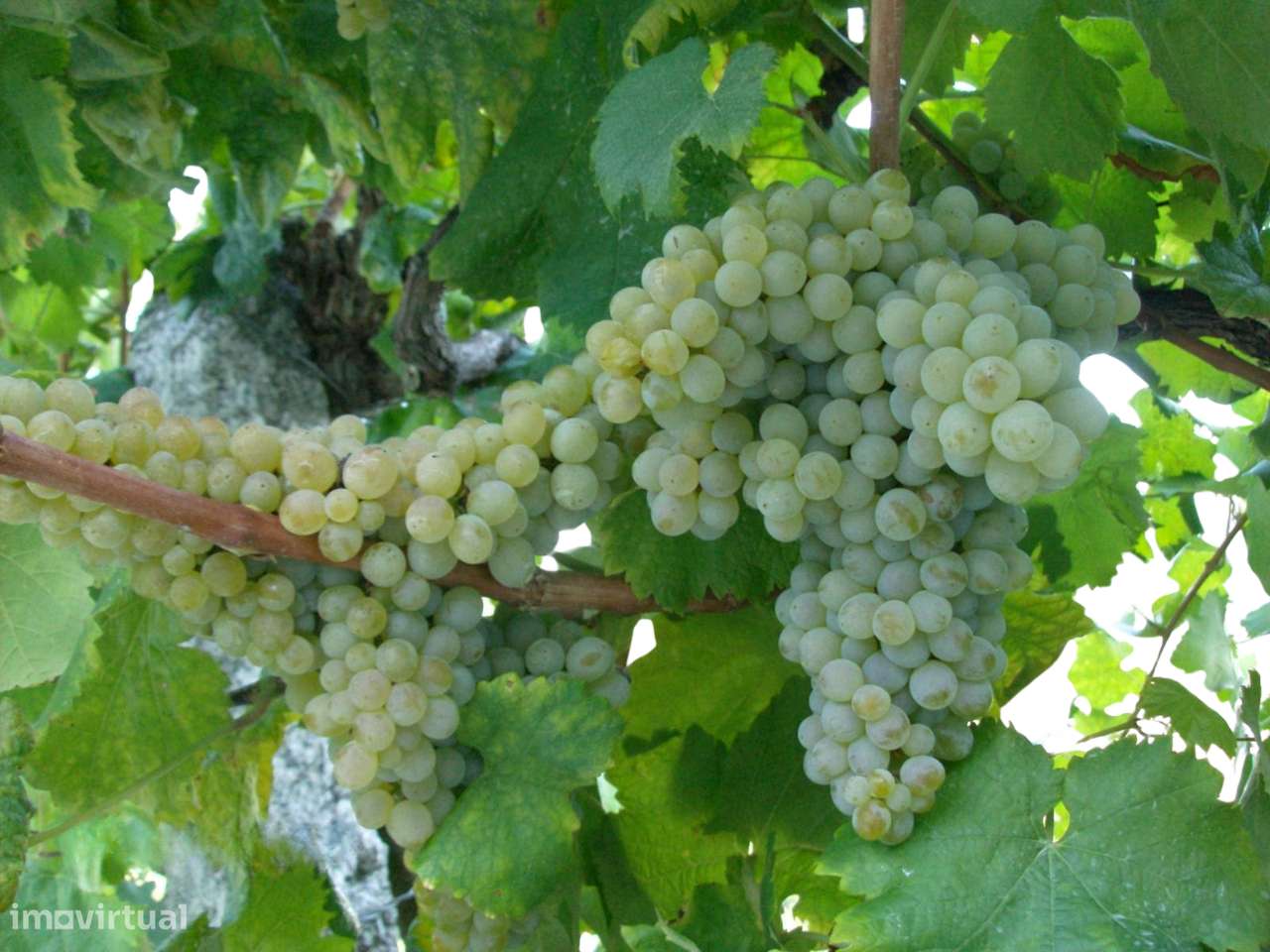 Quinta T7 Venda em Fornos,Castelo de Paiva-15