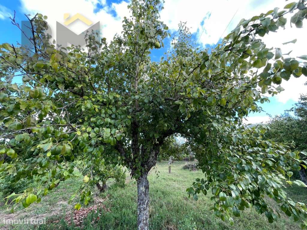 Terreno com árvores de fruto e oliveiras em Juncal do Campo! - Grande imagem: 5/15
