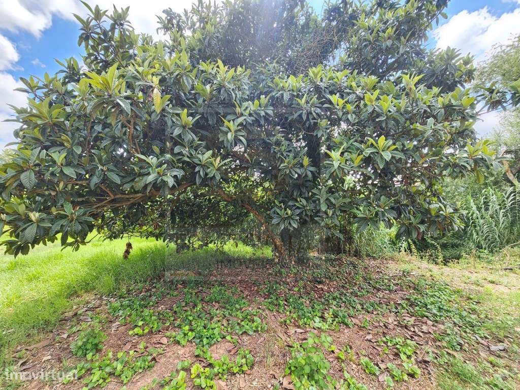Moradia para Recuperar com Terreno de 1.600 m² na Ventosa, Cadaval-27