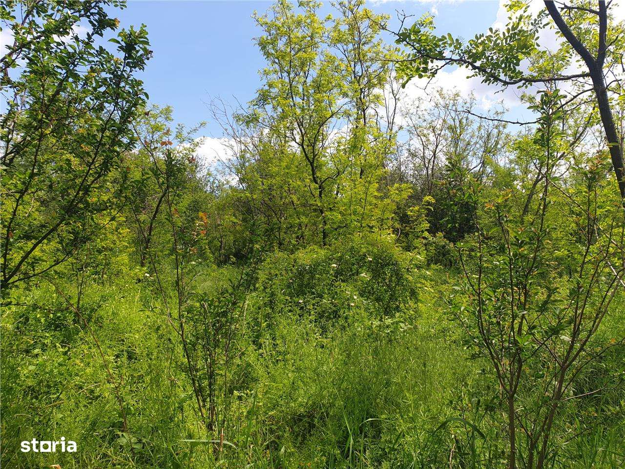 Teren extravilan Episcopia Bihorului - Imagine principală: 4/5