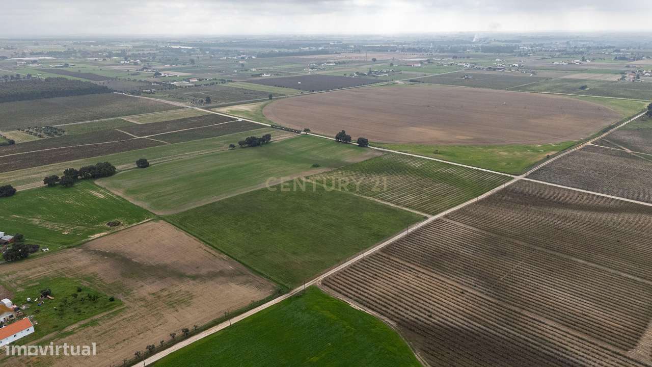 Sto. Isidro de Pegões, Palmela - Prédio Rústico com 3 ha com plantação - Grande imagem: 4/14