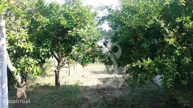 Moradia com grande quintal  - Lote 1960 m2-16