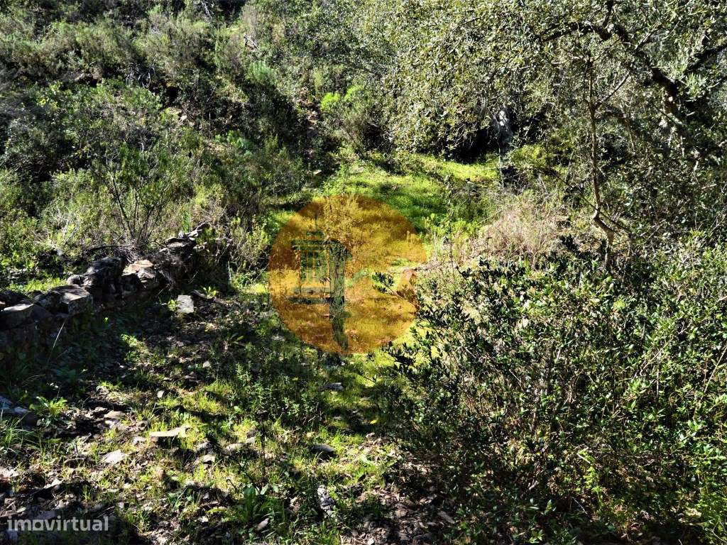Terreno Rústico junto a Ribeira, Santa Catarina da Fonte do Bispo - Grande imagem: 4/6