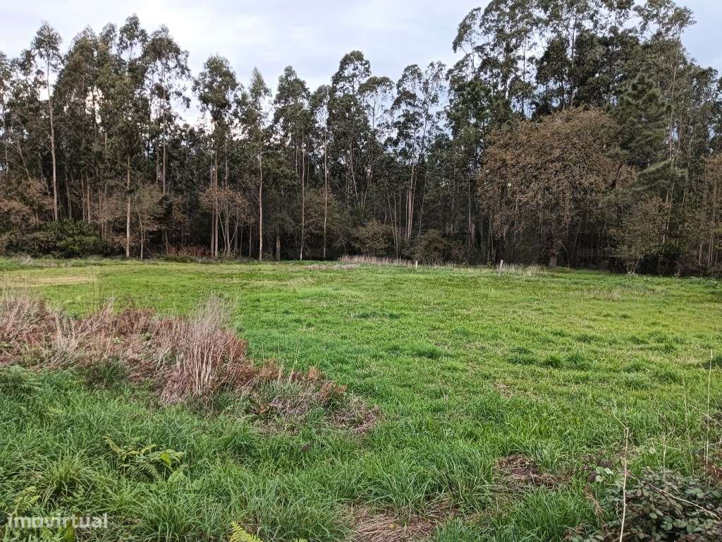 Terreno com 37m de frente - Estarreja - Grande imagem: 4/6