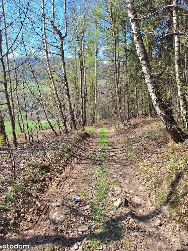 cisza, góry i las...-6