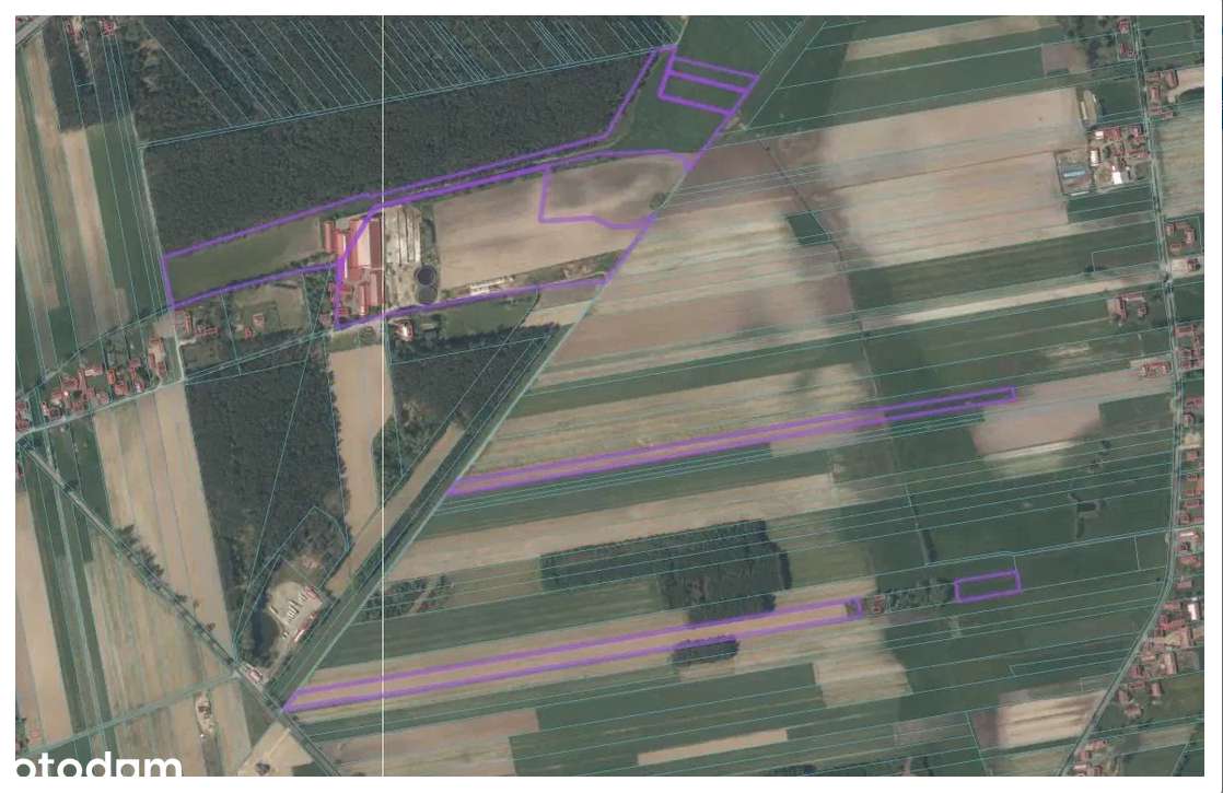 Duże gospodarstwo hodowli bydła PRZETARG-3