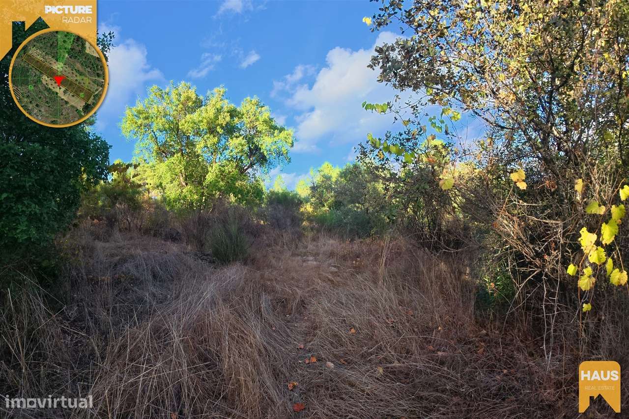 Terreno Rústico 2.300m² c/ Muros de Pedra – Juncal do Campo-6