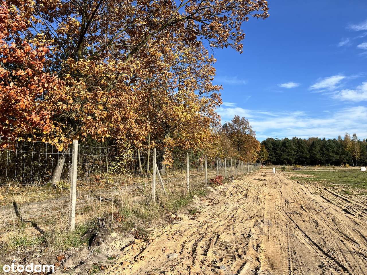 Olszyna - "LEŚNY ZAKĄTEK"-12