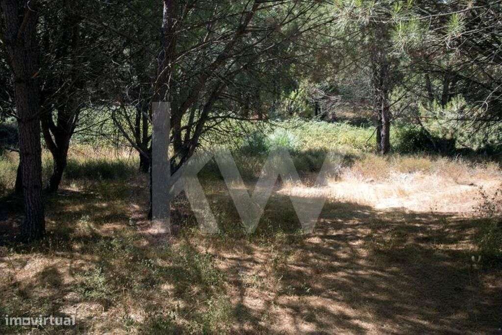 Terreno em Santo Estevão - Grande imagem: 5/13