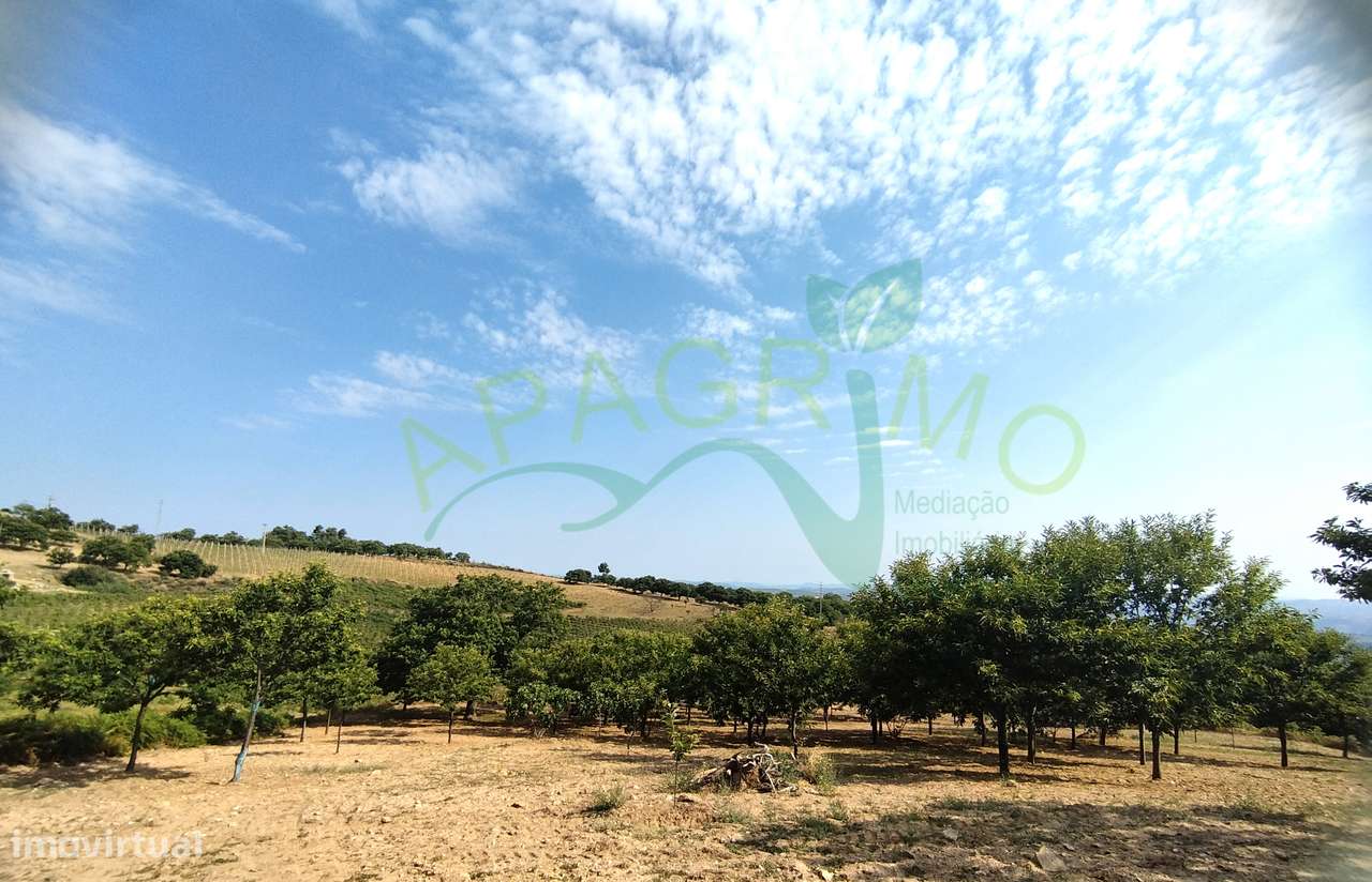 Terreno com castanheiros em Penela da Beira - Grande imagem: 4/15
