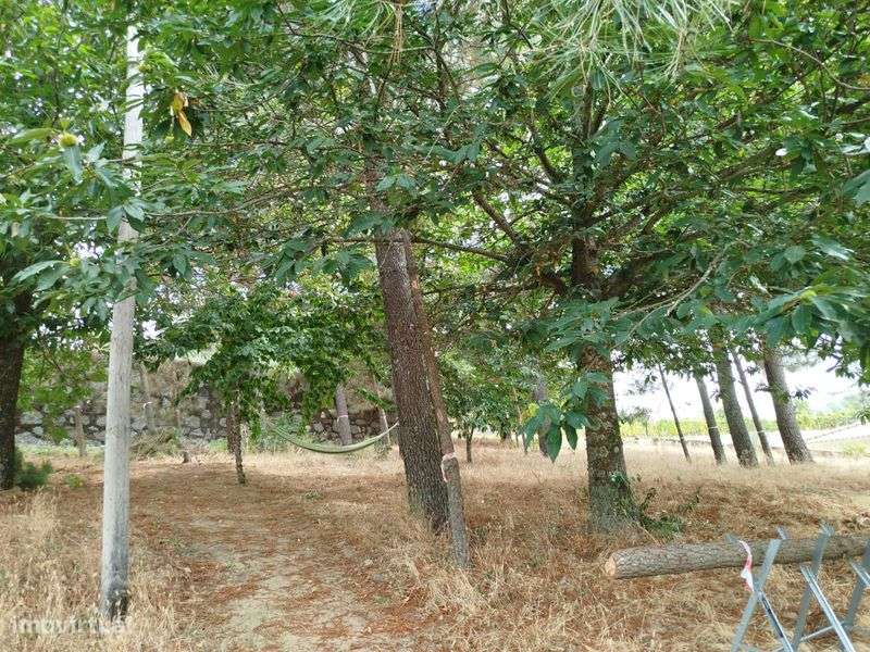 T3 Moradia Quintinha Douro Lamego alojamento turistico local ferias - Grande imagem: 5/11