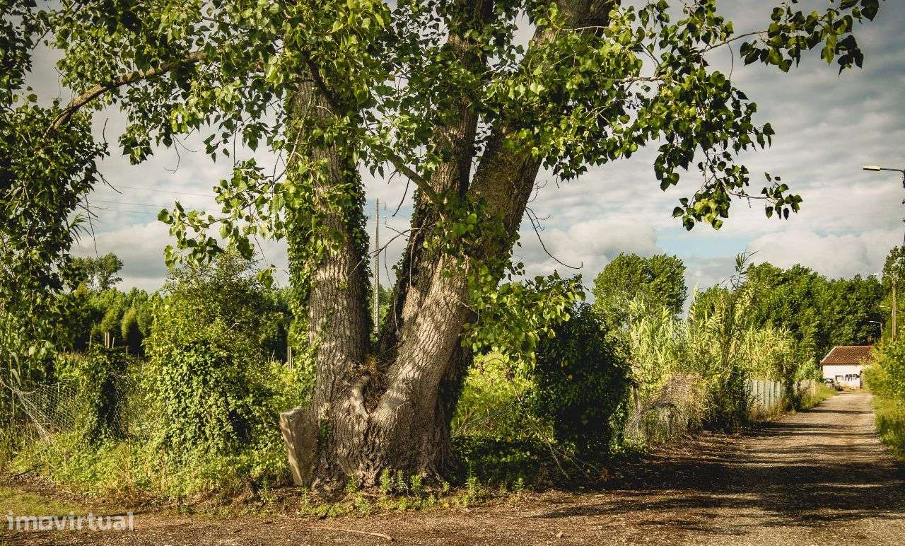 Terreno rústico, Rua do Rio Velho, Mamarrosa, Oliveira do Bairro - Grande imagem: 4/11