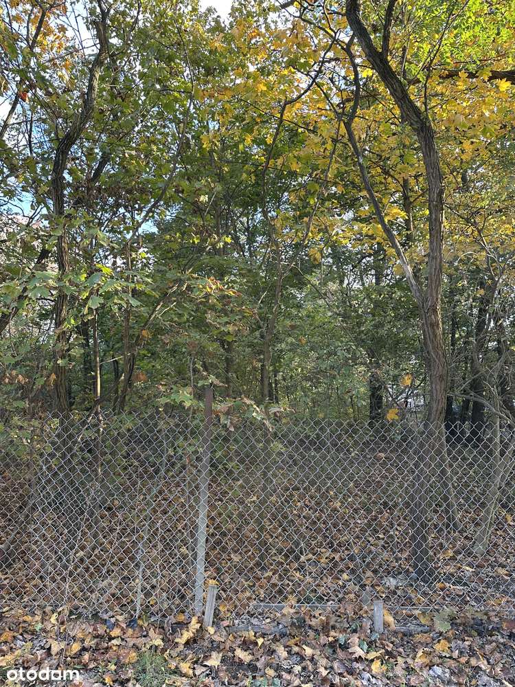 Józefów, piękna działka 1203m ze starodrzewiem w doskonałej lokalizac. - Pełny obrazek: 4/4