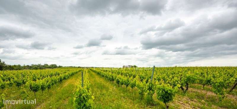 Vinha e Alfaias para venda marque já a sua visita.. - Grande imagem: 5/10