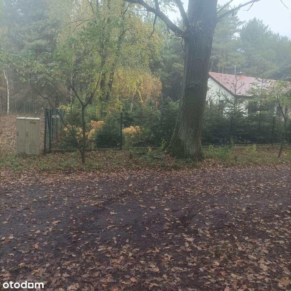 Budowlana / Otoczenie Las - Pełny obrazek: 2/8