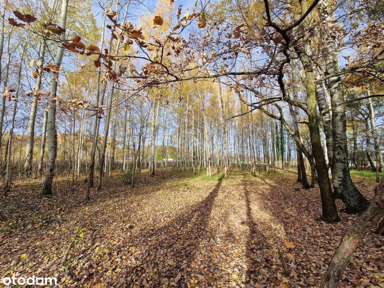 Działki bud. od 2154 m2 Błonie - Cholewy / prąd / woda / gaz - Pełny obrazek: 4/17