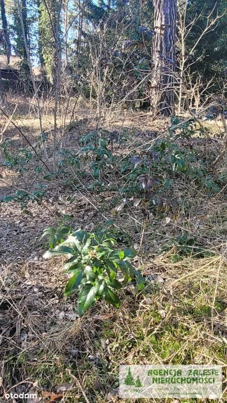 ZALESIE GÓRNE -  DZIAŁKA  Z  DORODNYM  STARODRZEWE-7