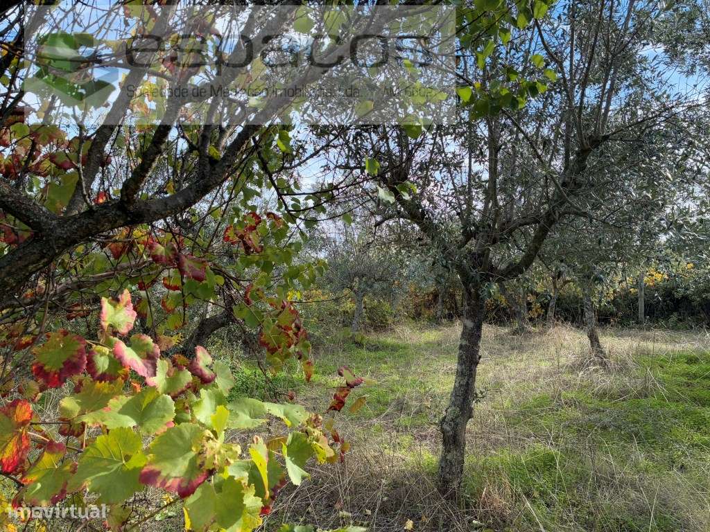 Quinta com casa de Habitação-36