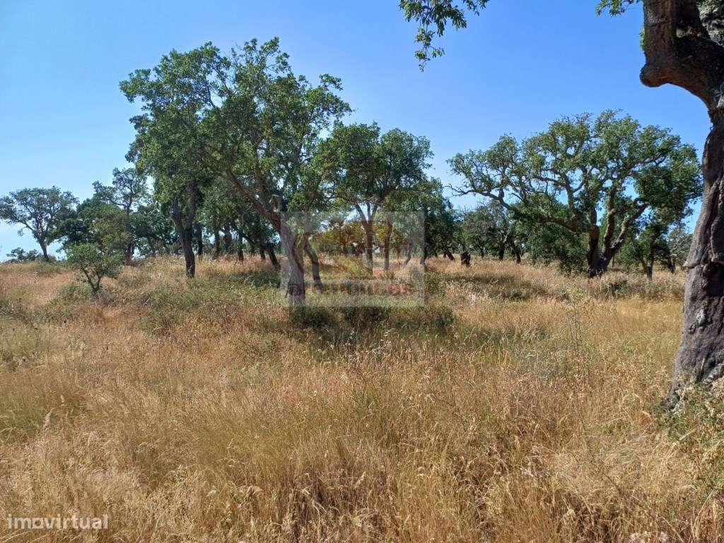 Terreno com 7 hectares - viabilidade para habitação e Turismo-8