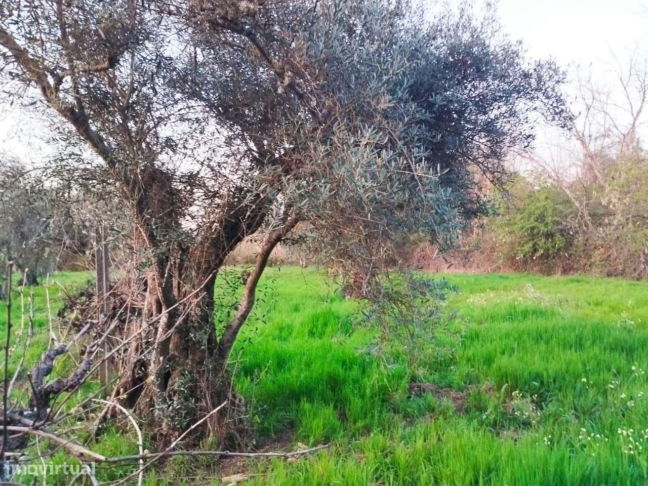 Terreno rustico em Dominga loba Peraboa-5