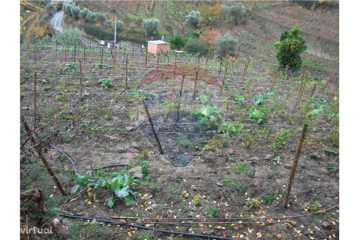 Terreno com vinha nova, campo e pomar