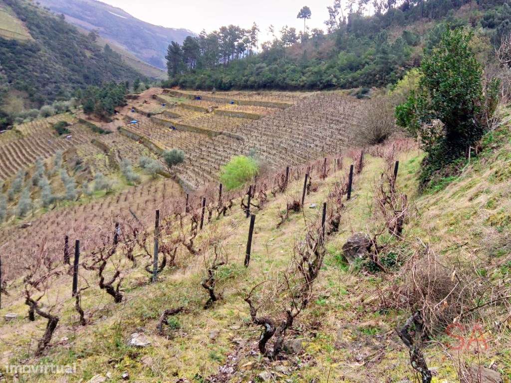 Quinta com 7ha e com projeto de remodelação, situada no Douro Vinha... - Grande imagem: 5/23
