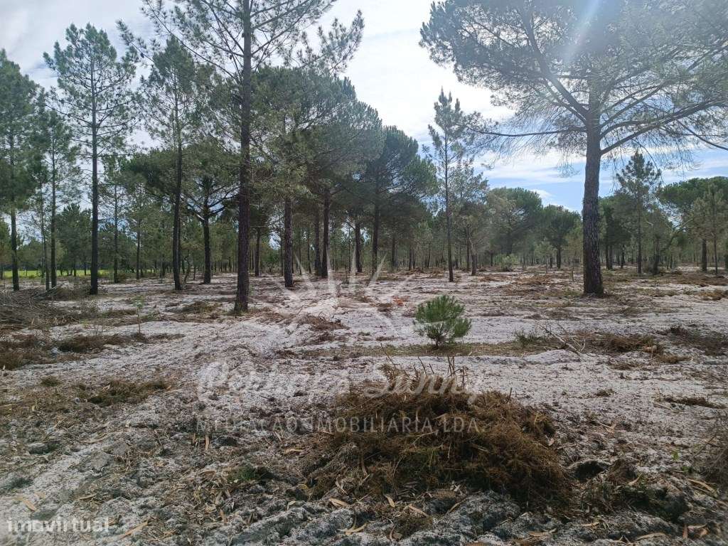 Herdade Bicas - Comporta-18