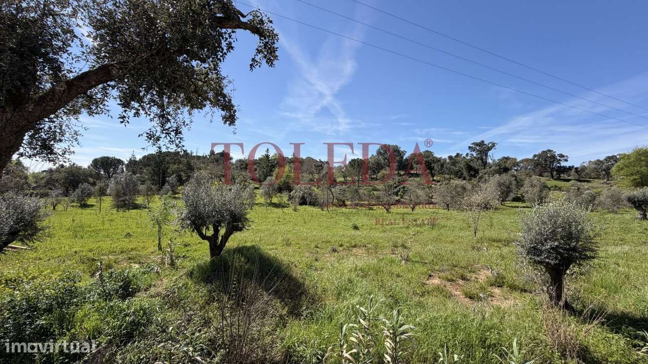 Quintinha em Tomar com 2 casas-48