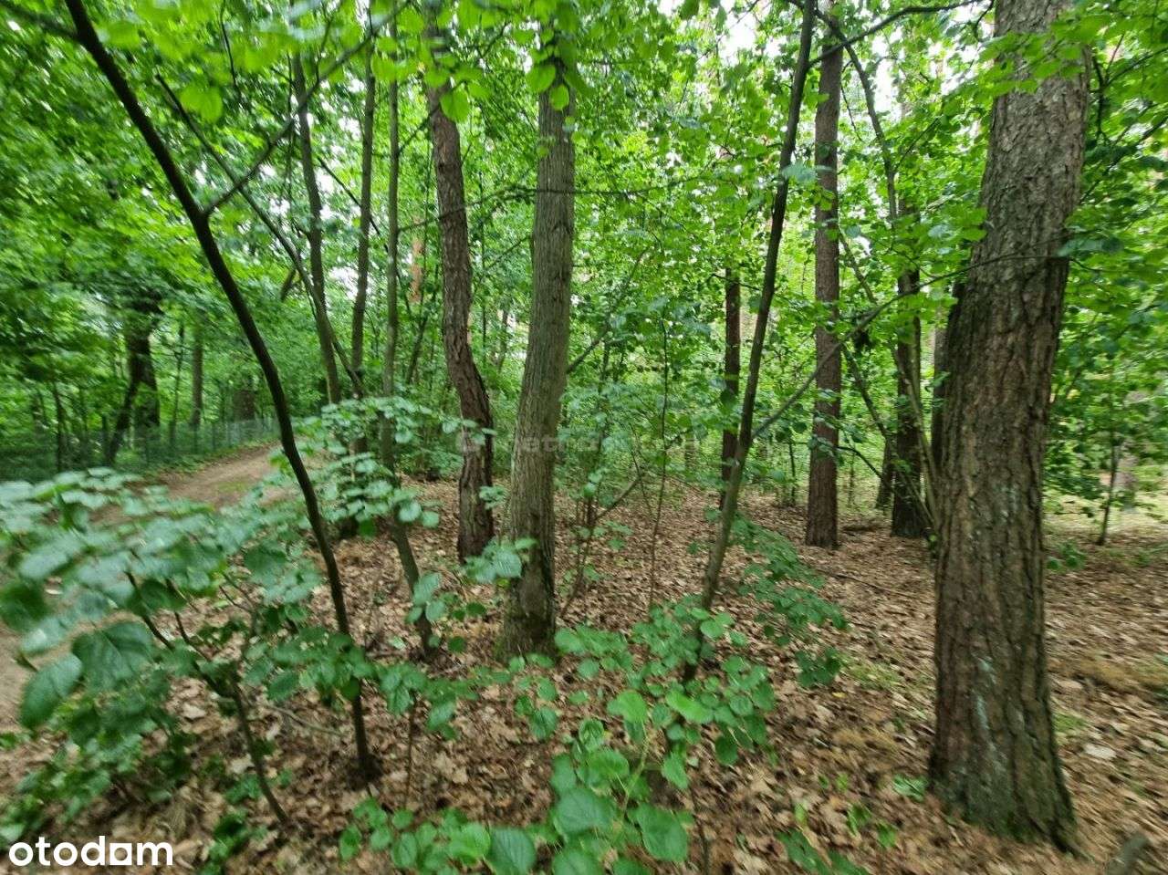 Działka, 3 300 m², Mierzwice-Kolonia - Pełny obrazek: 4/18