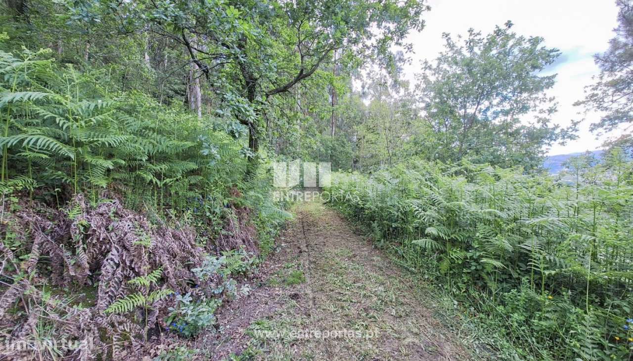 Venda de Terreno, Vila Nova de Muía, Ponte da Barca - Grande imagem: 4/27